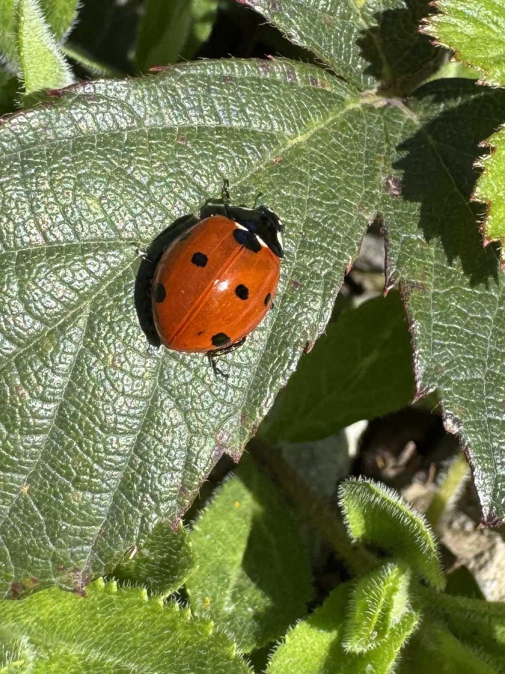 My Dear Sally, wellcome back! Or How to become a real&nbsp;writer