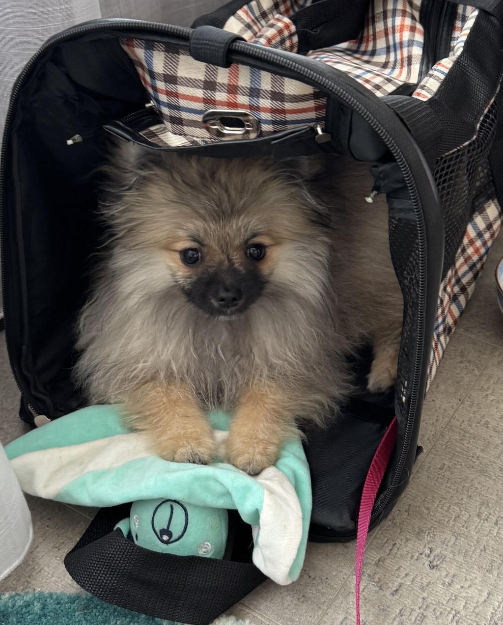 Tína – pes služební v&nbsp;Barceloně